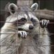Raccoon