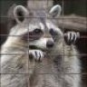 Raccoon