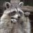 Raccoon